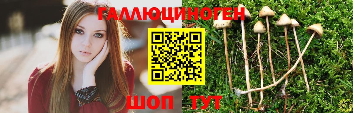 Галлюциногенные грибы Psilocybe Севастополь
